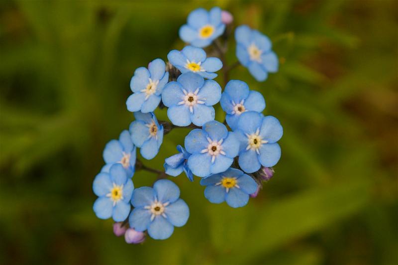 Цветы Нарынского высокогорья