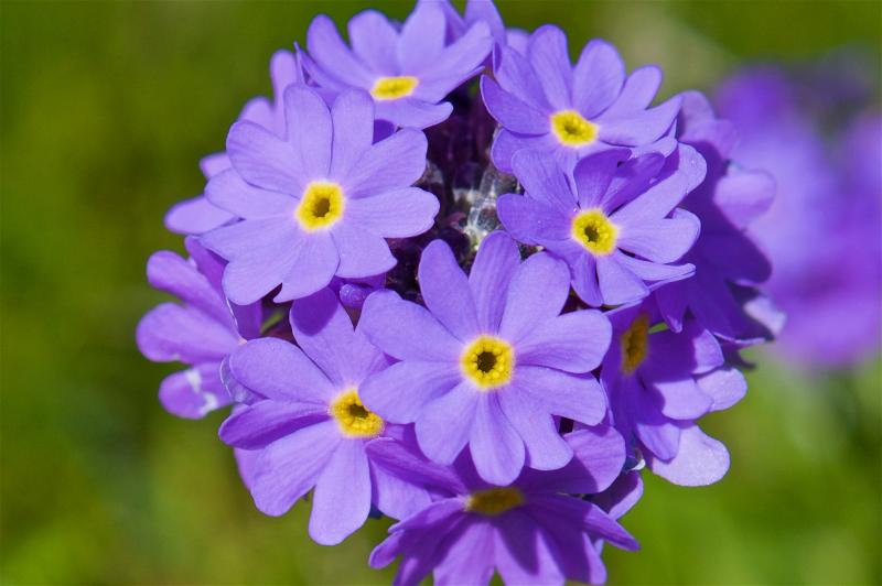 Цветы Нарынского высокогорья