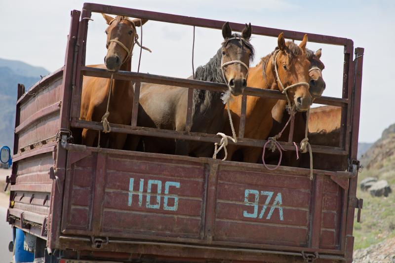 Перевозка лошадей (Иссык-Кульская область)