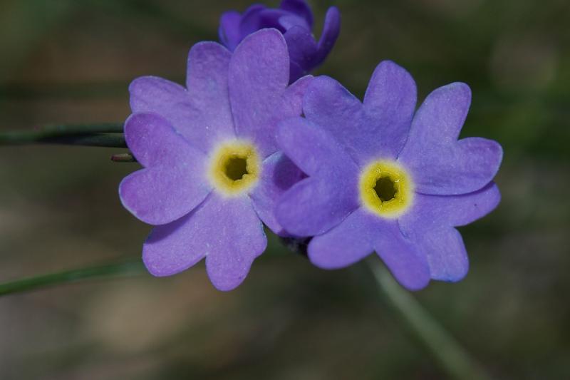 цветы нарынского высокогорья