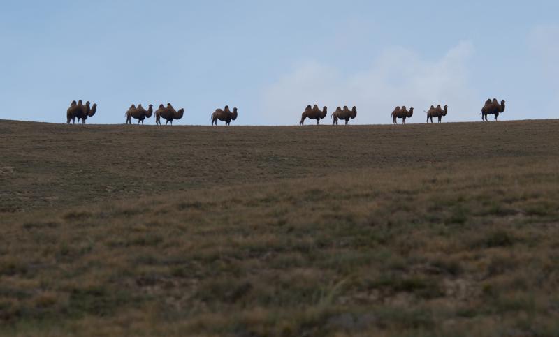 стадо верблюдов в Аксайском районе