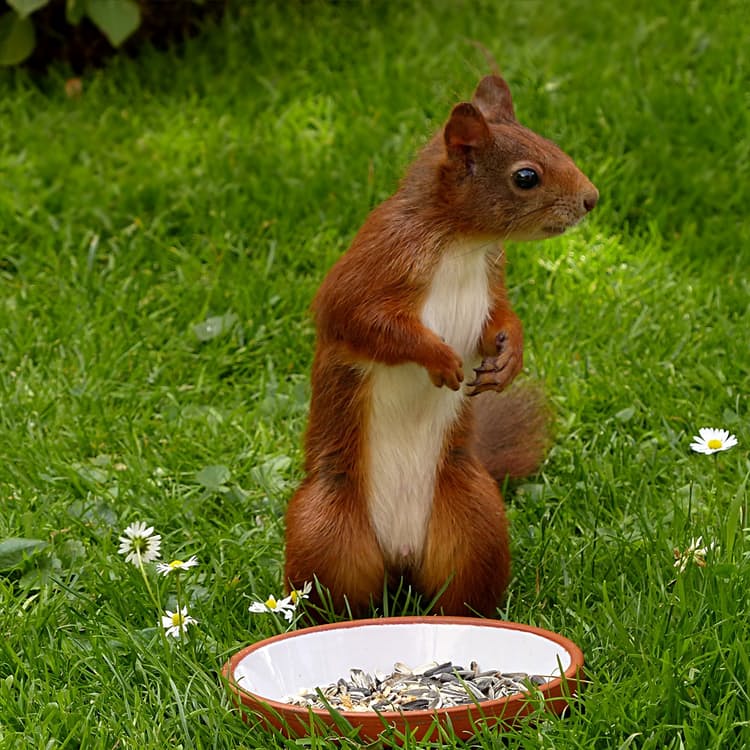 squirrel-sciurus-vulgaris-major-mammal-young-162108