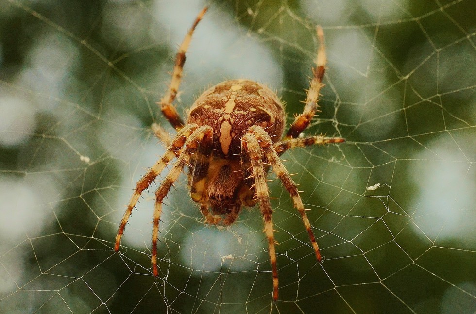 spider-in-web-free-license-cc0-980x647