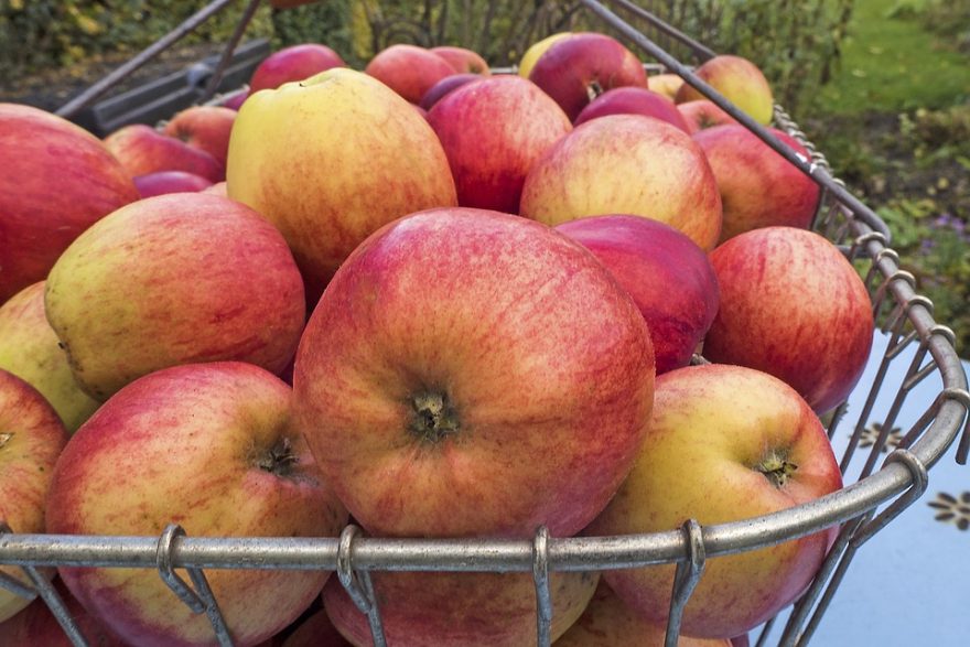 apple-1792045_960_720-880x587
