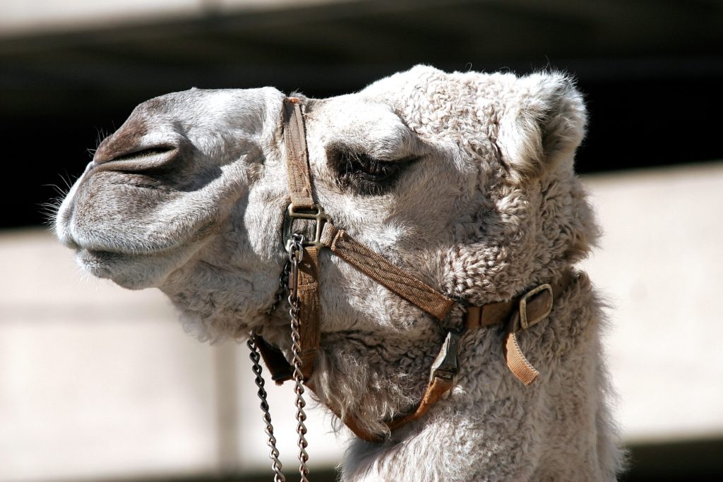 camel-bridle-animal-head-162283