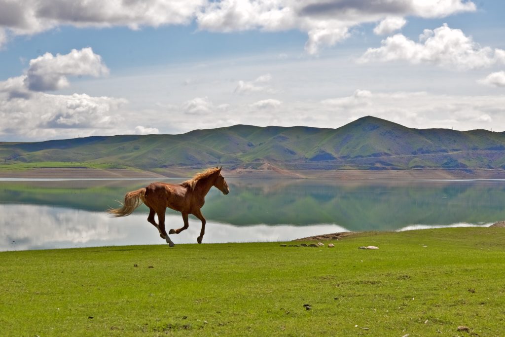 loshadi-4