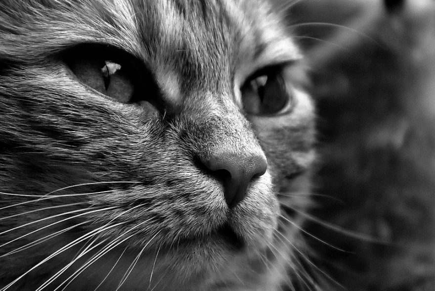 cat-1790097_960_720-880x588