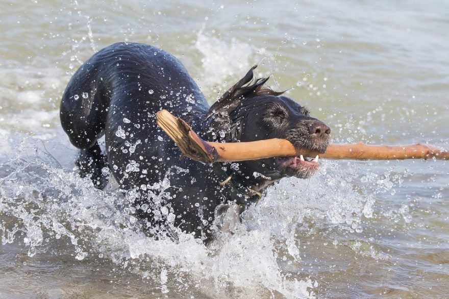 dog-1794797_960_720-880x586