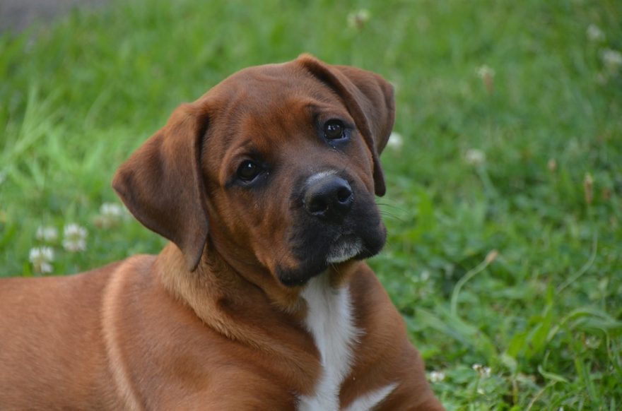 dog-1796040_960_720-880x582