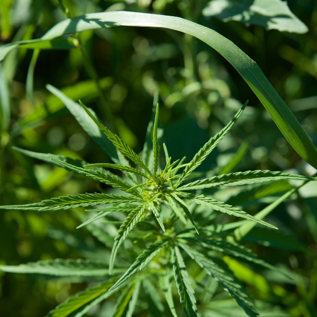 marihuana-narkotiki-6
