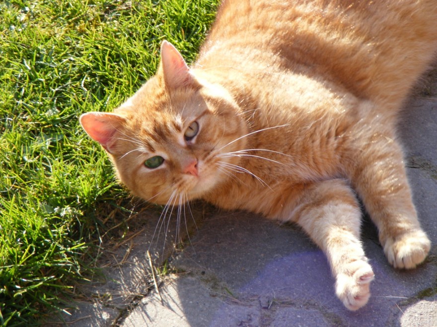 one-eyed-blind-cat-980x735-880x660
