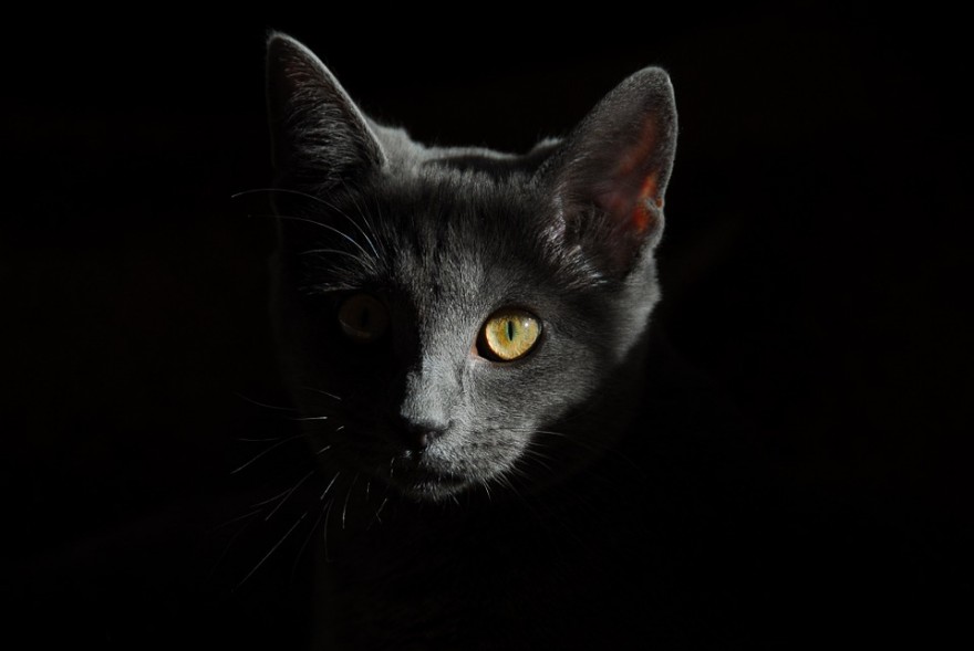 cat-778315_960_720-880x589