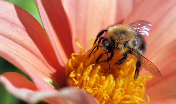 hummel-bombus-dahlia-nature-162425
