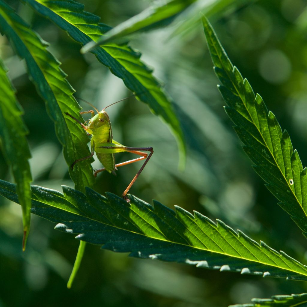 marihuana-narkotiki-7