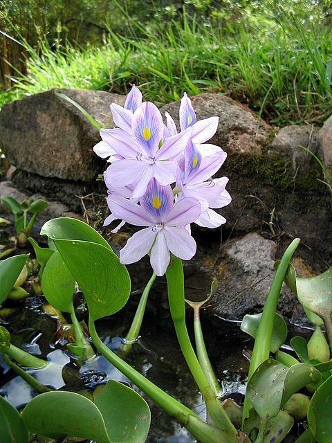 eichhornia_crassipes