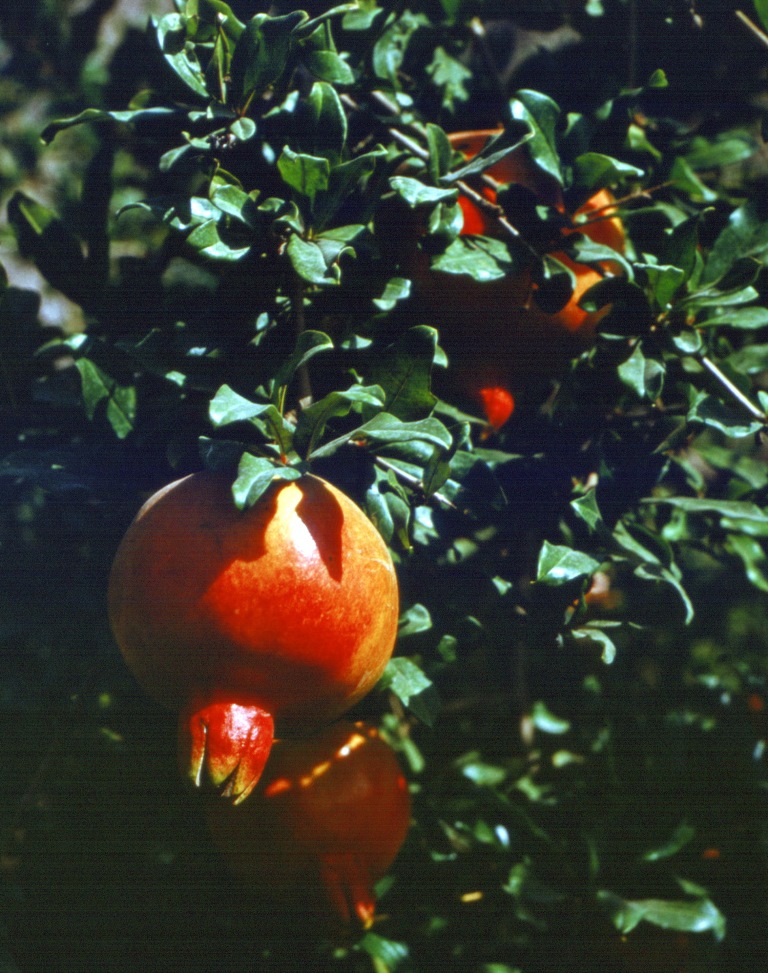 zhalal-abad-1