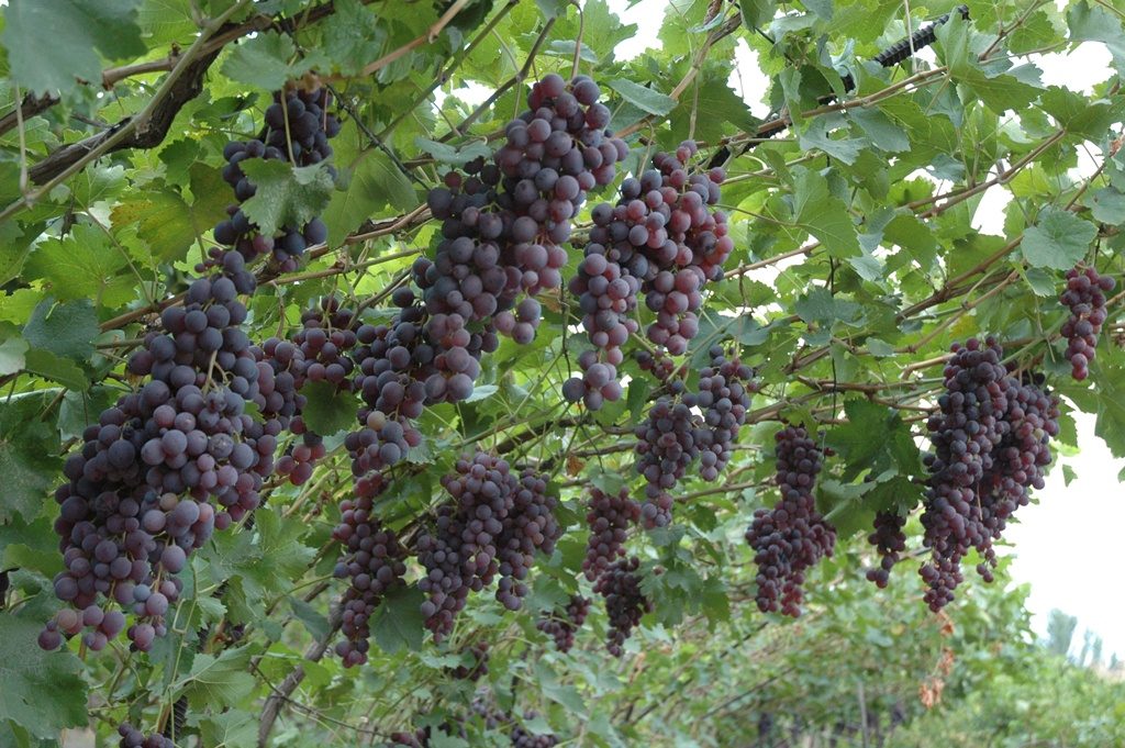 vinograd-6