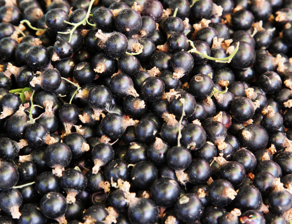 smorodina-2