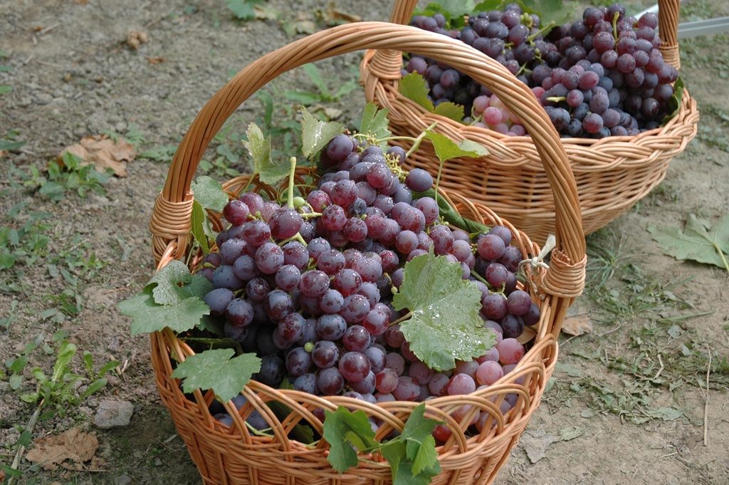 vinograd-2