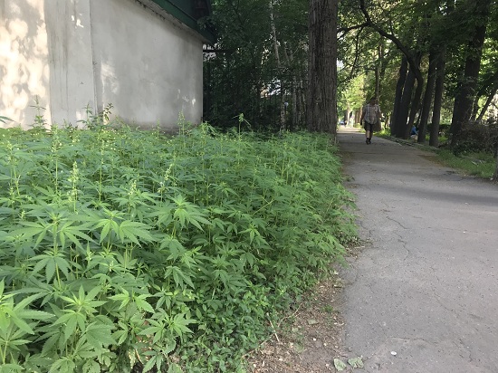 Кыргызстан марихуана вырастить гидропонику коноплю в домашних условиях