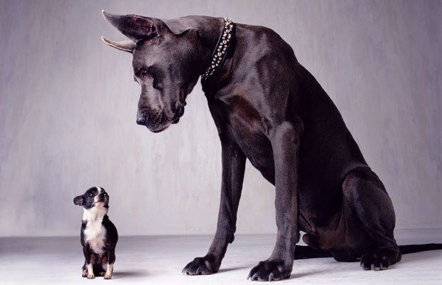 Big dog and small dog